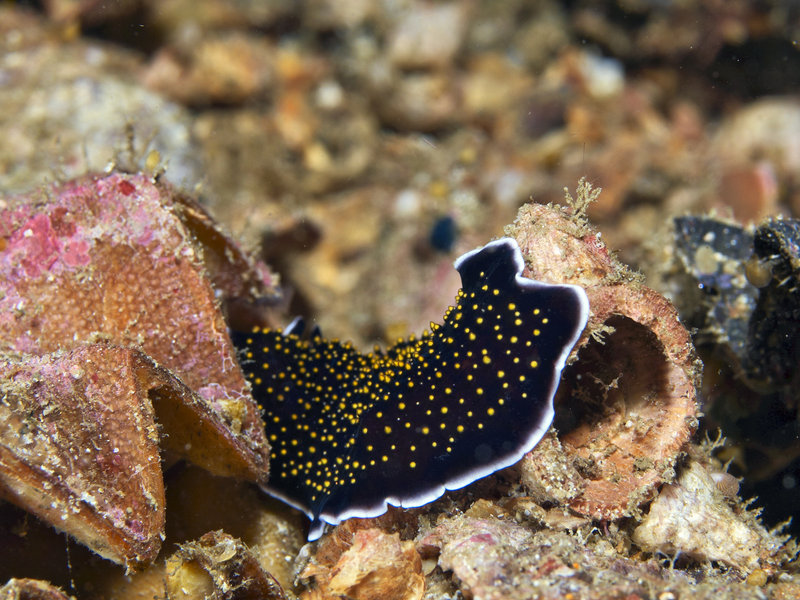 Nudibranch, Alma Jane